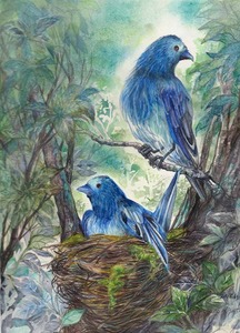 「Blue Birds Ⅲ [抱卵]」