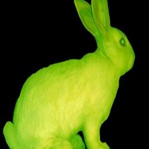 蛍光色のウサギ「アルバ」