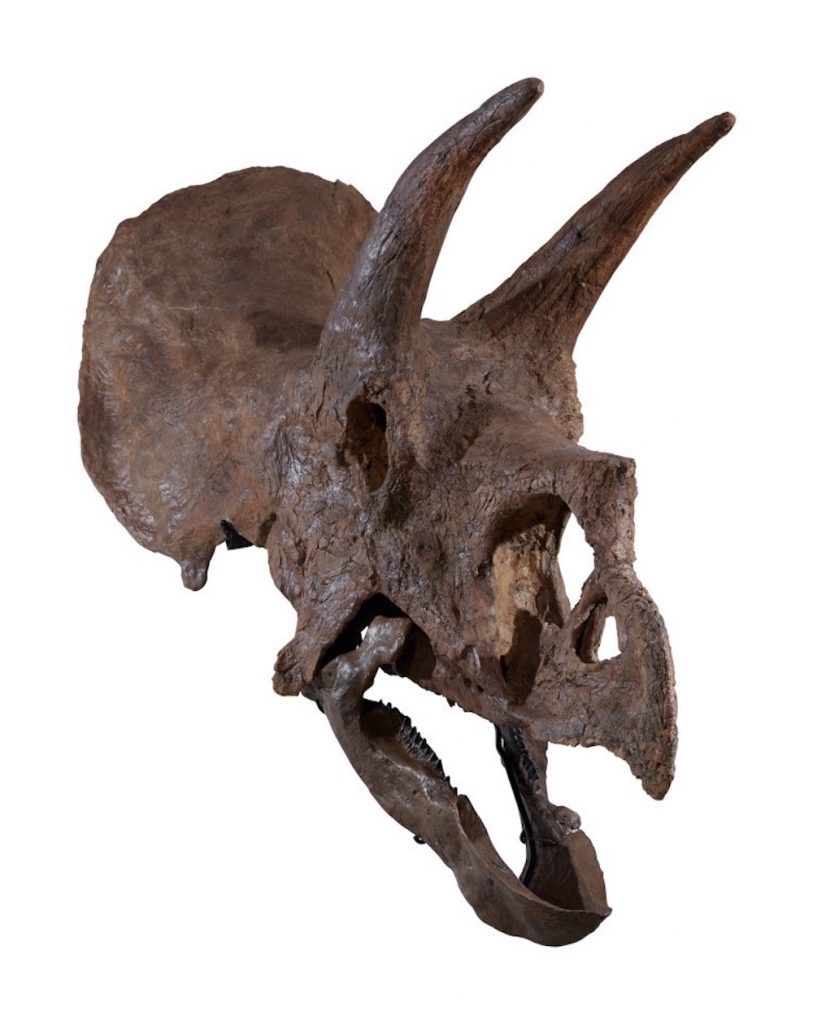 トリケラトプス　骨
