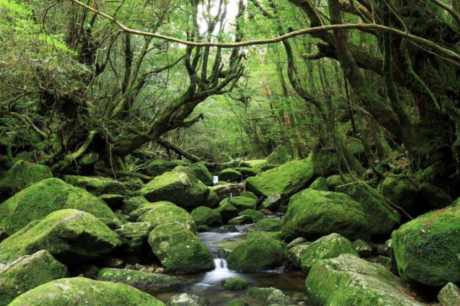 屋久島